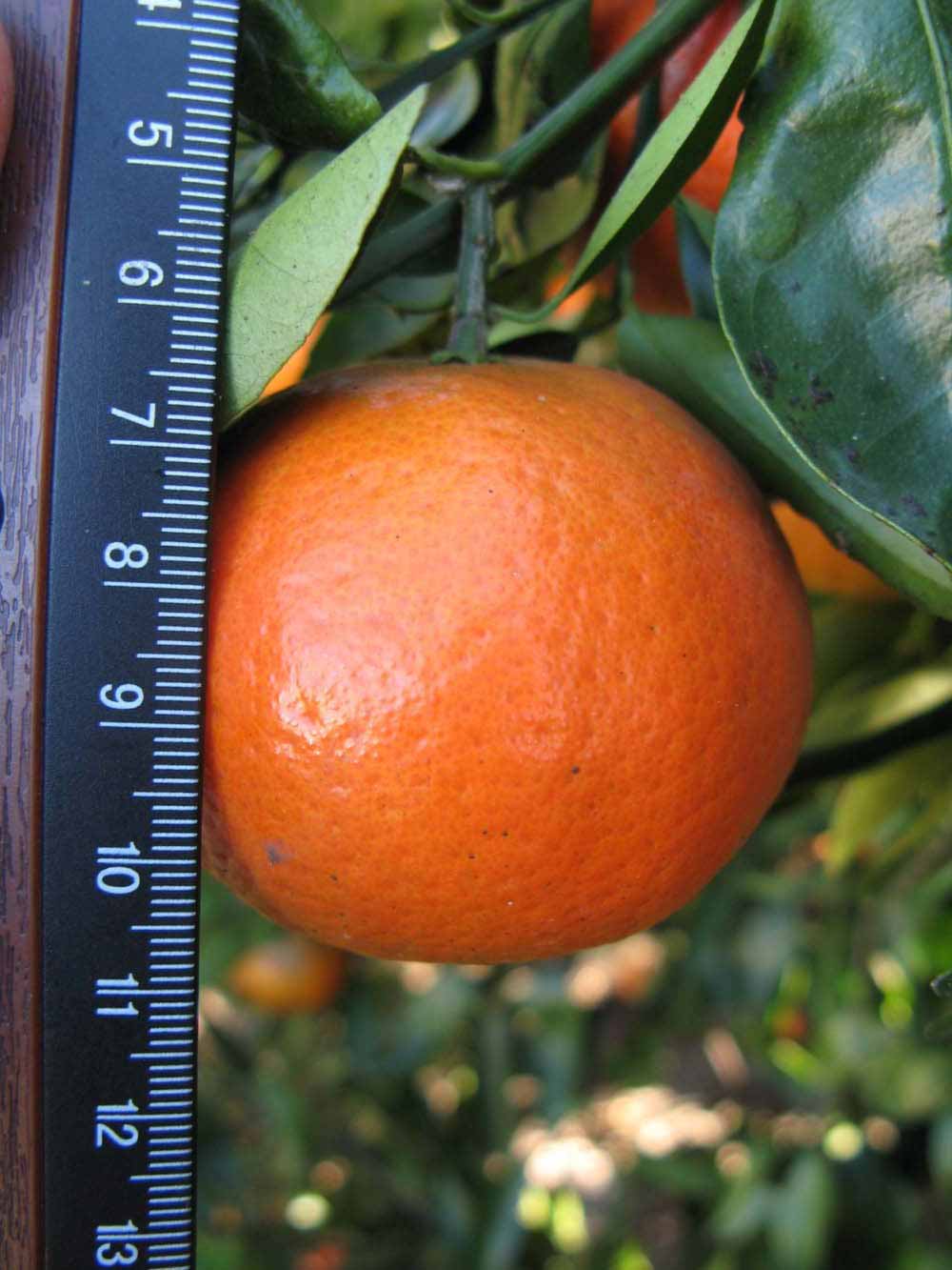              Fruit (Winter Haven, FL)       